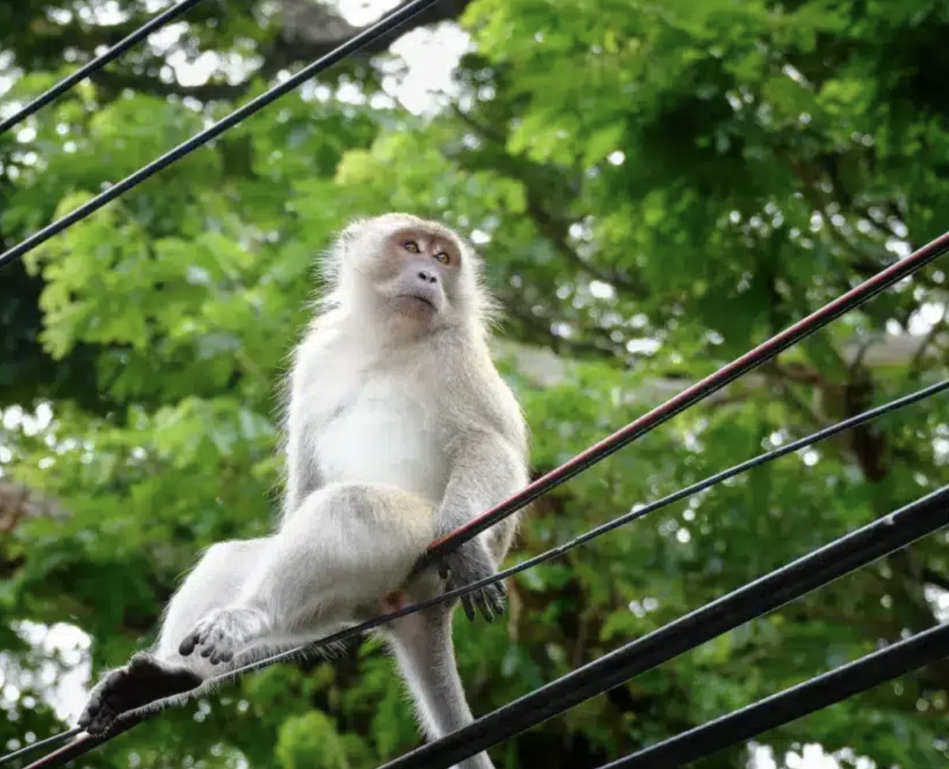 30 Pics Showing The Unstoppable Monkeyfication of Our Cities 